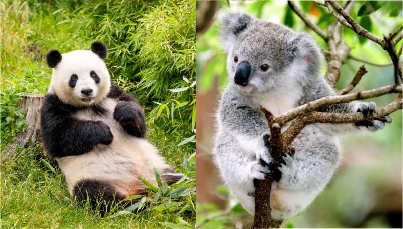 Only 1% of People Can Name Every Country by Its “National Plant/Animal”!